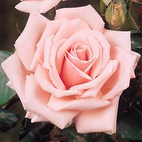 Thompson & Morgan Pink Queen Elizabeth Rose Bare Root Shrub for Ornamental Gardens – 1