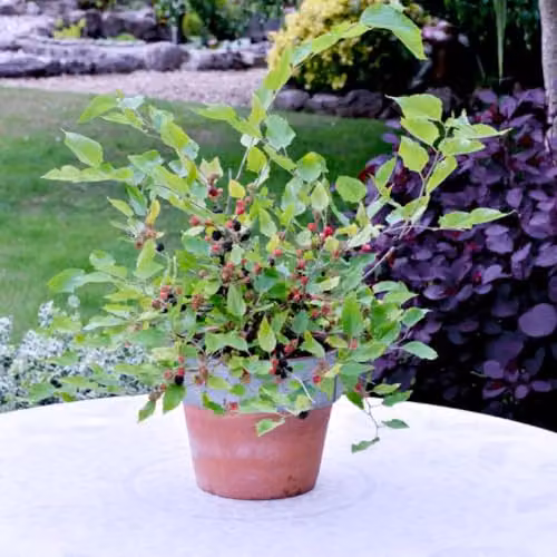Thompson and Morgan Mulberry Charlotte Russe Mojo Berry Dwarf Self-Pollinating Fruit Tree, 3 x 7cm Potted Plants – 3