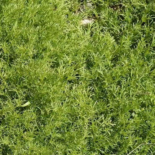 Marshalls Garden Chamomile Treneague Matricaria chamomilla Perennial Herb for Lawns, 3 x 9cm Plants
