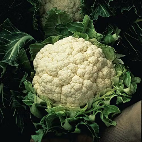 Thompson and Morgan Walcheren Winter Pilgrim Spring Cauliflower Seeds, White, 1x Packet (Approx. 50 Seeds)