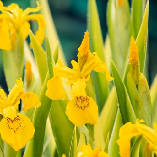 Thompson & Morgan Iris pseudacorus Variegata Marginal Aquatic Plant, 9cm Pot – 2