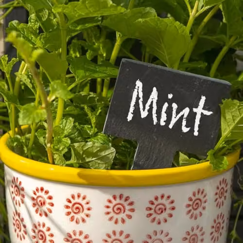 Nicola Spring Grey Slate Plant Markers, Pack of 6, 6 x 12 cm – 3