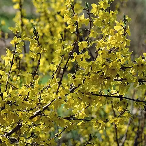 Thompson and Morgan Forsythia Intermedia Goldrausch Hardy Yellow Ornamental Shrub in 9cm Pot