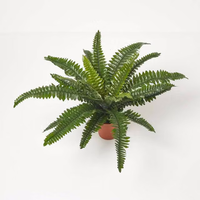 Homescapes Green Boston Fern in a Potted Tabletop Arrangement, Height: 45 cm