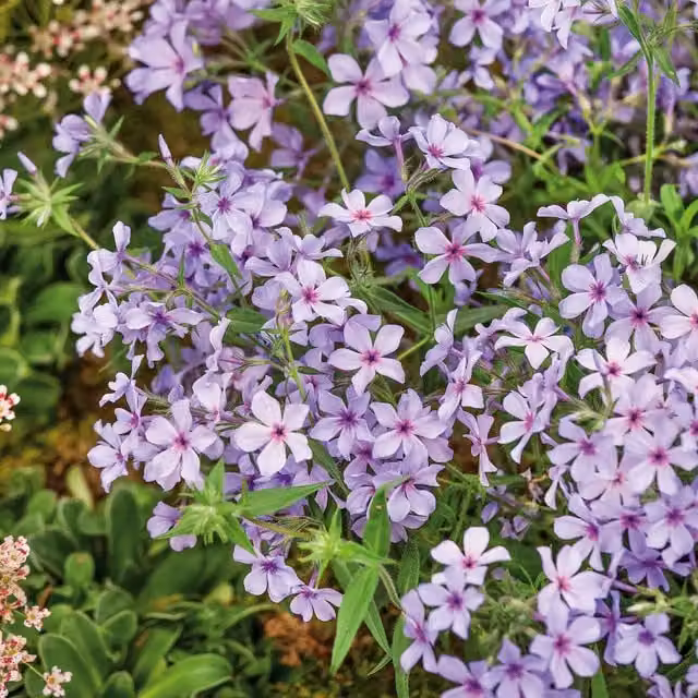 Marshalls Garden Phlox divaricata laphamii Chattahoochee Spreading Lavender-Blue and Pink Perennial Ground Cover Plant