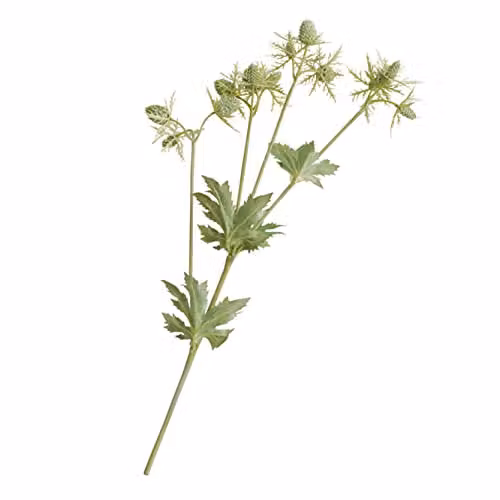 BLOOM Green Artificial Sea Holly Single Stem, 55 cm Height – 1