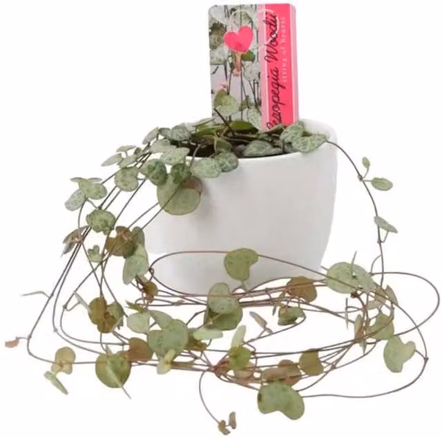 Plants By Post Ceropegia String of Hearts Indoor Plant in a White Ceramic Pot
