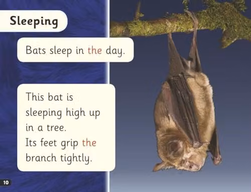 Read Write Inc. Phonics Bats Pink Set 3 Non-fiction 3 by Gill Munton, Oxford University Press, Paperback – 3