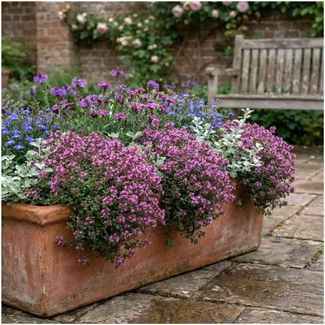 Plants By Post Thyme Herb Plants, 6 Pack, 1L Pots