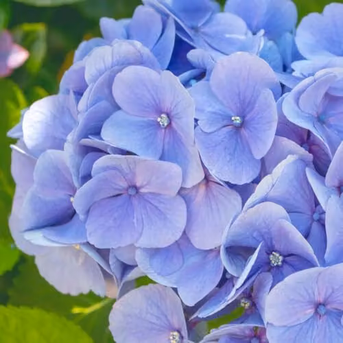 Thompson and Morgan Hydrangea macrophylla Blue Danube Ornamental Shrub with Blue or Pink Blooms, 2 x 10 Litre Pots