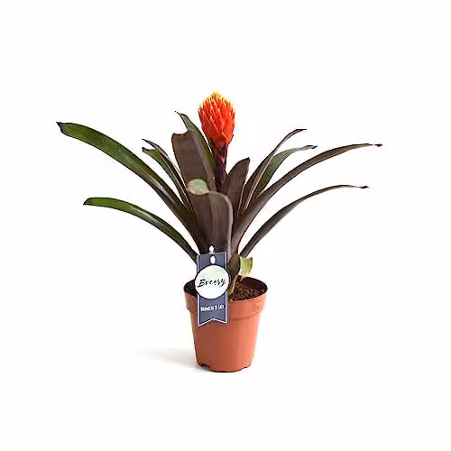 Thompson and Morgan Guzmania Tala Flowering Houseplant in a 12cm Pot, Orange and Green – 4