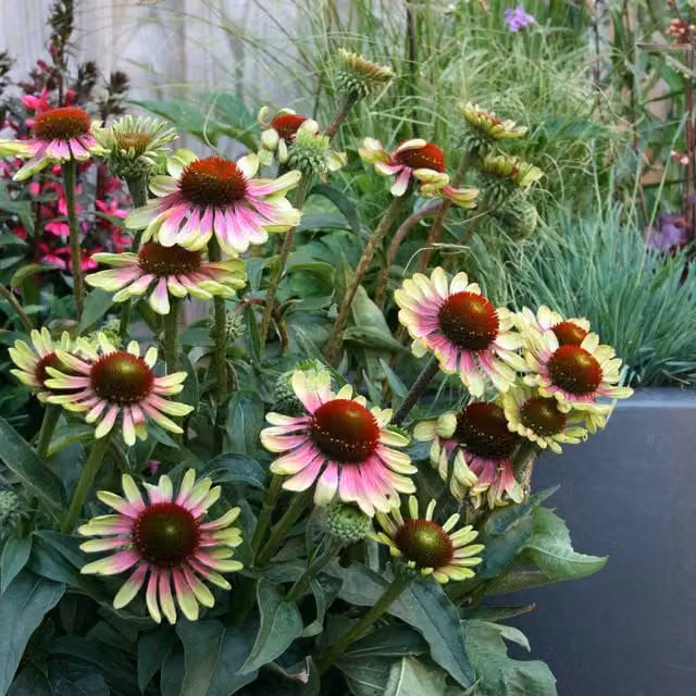 Marshalls Garden Echinacea Green Twister Perennial with Two-Tone Green and Pink Flowers, 9cm Pot