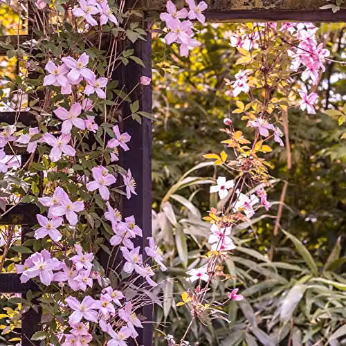 Thompson & Morgan Clematis Montana Mayleen Pink Fragrant Perennial Climber, 2 x 7cm Potted Plants – 4