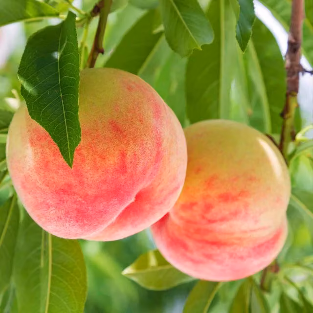 Marshalls Garden Suncrest Peach Fruit Tree