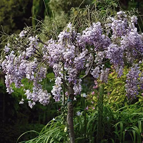 Thompson and Morgan Wisteria sinensis Hardy Scented Climbing Shrub Tree, Purple, 2 Litre Potted Plant