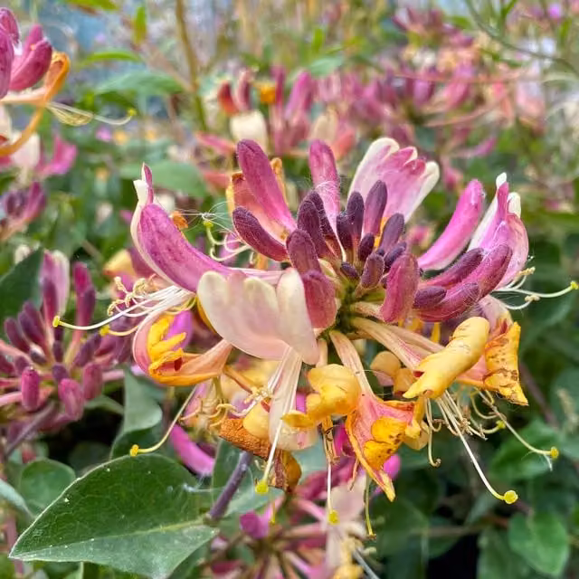 Plants By Post Lonicera Periclymenum Damson Dream Purple Climbing Ornamental Plant
