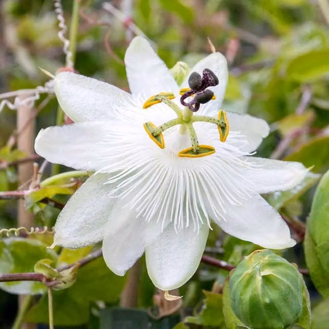 Marshalls Garden Passiflora Constance Elliot White Fragrant Passionflower Climber, 2 L Pot