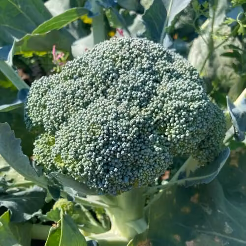 Thompson & Morgan Broccoli Beneforte F1 Seeds, Hardy Green Calabrese Superbroccoli, 10 Seeds per Packet – 2