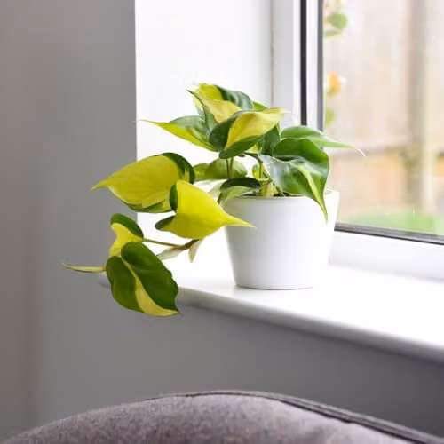 Thompson and Morgan Philodendron Scandens Brasil Variegated Indoor Houseplant in 10cm Pot – 3