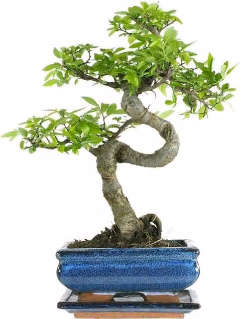 All Occasions Real Live Chinese Elm Bonsai Indoor/Outdoor Tree in a 15 cm Blue Pot, Green