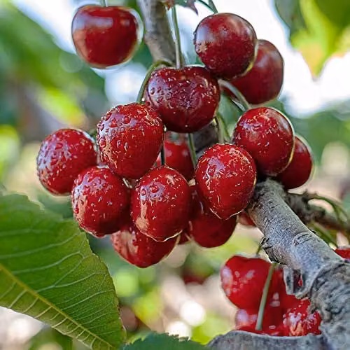 Thompson and Morgan Stella Sweet Cherry Fruit Tree, Standard Patio Hardy Garden Plant, 4.5L Pot