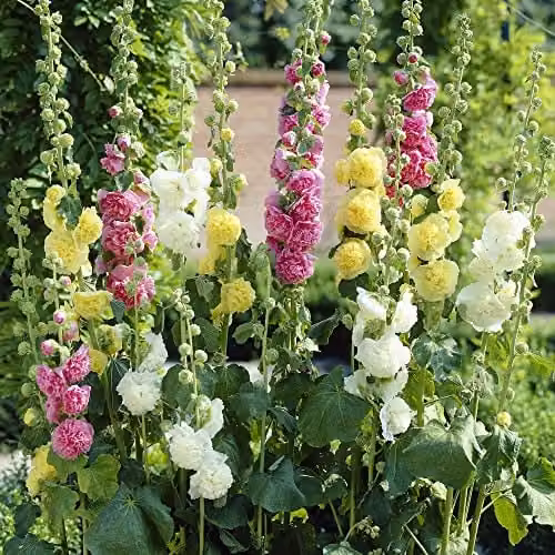 Thompson & Morgan Chater's Doubles Hollyhock Heirloom Double Bloom Hardy Perennial Garden Ready Plants, 30 Pack