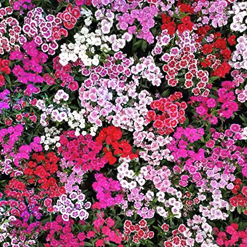 Thompson and Morgan Dianthus IQ Hardy Perennial Flowering Garden Plants, 12 x Multicolour Plants – 5