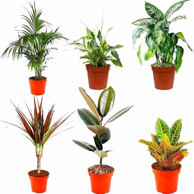 All Occasions Mix of 6 Real Indoor House Plants in 12cm Green Pots
