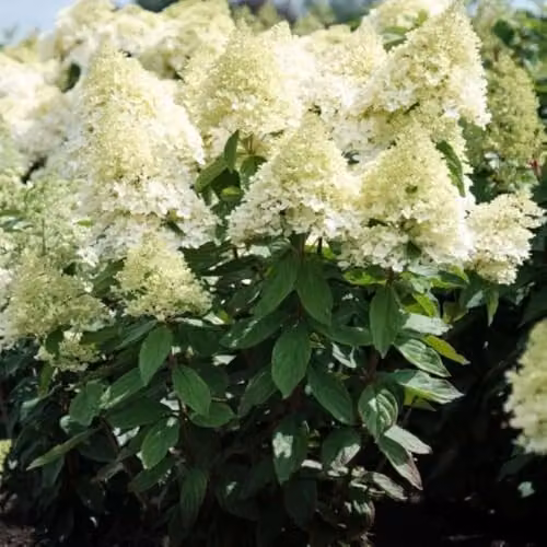 Thompson & Morgan Hydrangea paniculata Magical Summer Ornamental Shrub, White Flowers, 3 Litre Pot