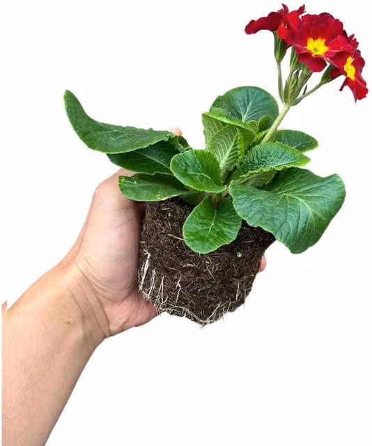 Plants By Post Polyanthus Growers Mix Spring Bedding, Multicolour, Pack of 6