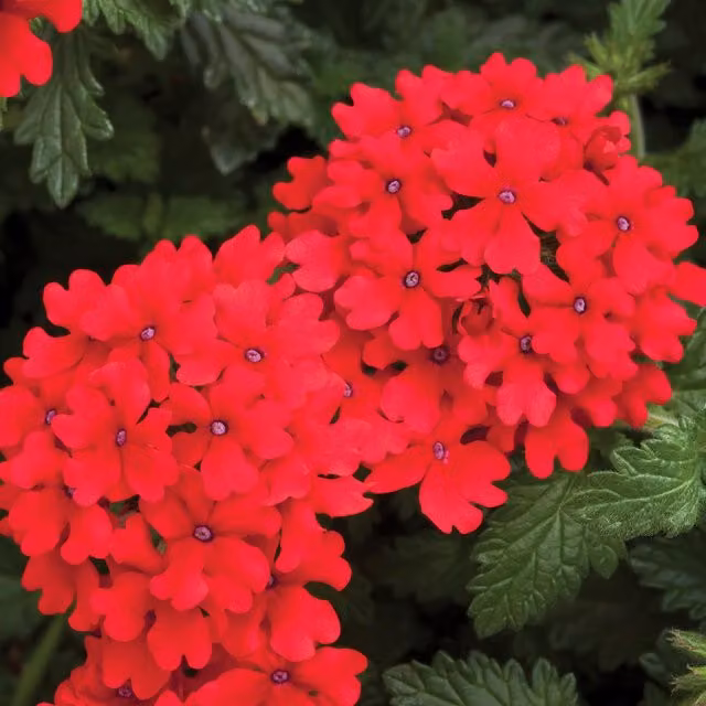 Plants By Post Verbena Lanai Red Flowering Plants, Pack of 3, Deep Red, 9cm Pots