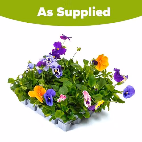 YouGarden Pansy Top Wave Trailing Variety Multicolour, 20 Garden Ready Plug Plants – 4