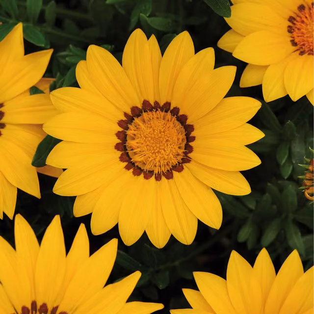 Plants By Post Gazania Yellow Bedding Plants, 12 Plants