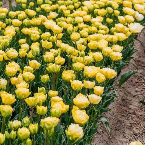 Thompson & Morgan Tulip Wedding Dream Double Ivory White and Yellow Peony-Style Bulbs, 8 Bulbs – 5