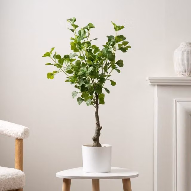Scottish Everlastings Ltd 75cm Heart-leaf Ficus Tree in a White Pot, Green – 1