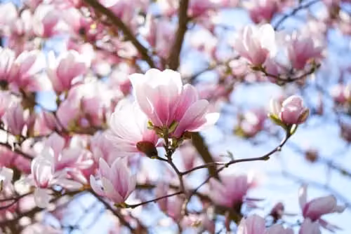 Direct Plants Magnolia Soulangeana Fragrant Deciduous Flowering Tree in 3L Pot
