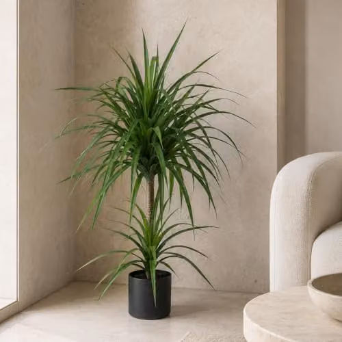 LeafUK Artificial Yucca Tropical House Plant in Green, Potted