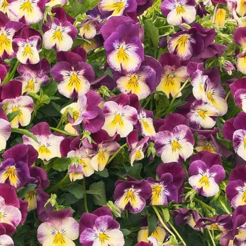 Plant Theory 3 Pansy Cool Wave Raspberry Swirl Bedding Plants in 9cm Pots – 2