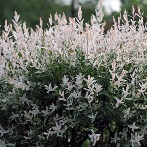 Thompson and Morgan Salix Integra Hakuro-nishiki Flamingo Tree Ornamental Shrub, Height: 120 cm, 17 cm Potted Plant