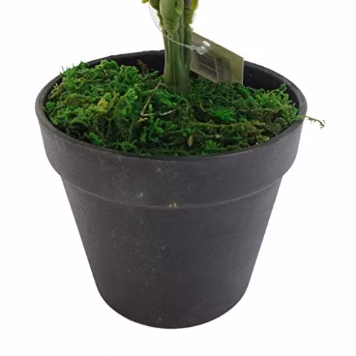 Leaf Artificial Monstera Plant in a Black Pot, Green, Height: 80 cm – 2
