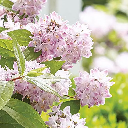 Thompson and Morgan Deutzia Raspberry Sundae Potted Plant, 9cm – 2