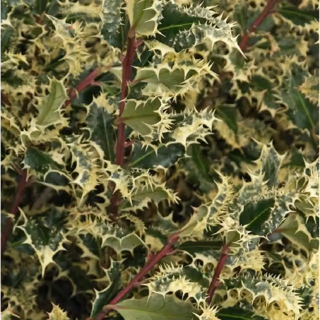 Direct Plants Ilex Aquifolium Ferox Argentea Hedgehog Holly Hedge Plant, Green and Purple, 3L Pot