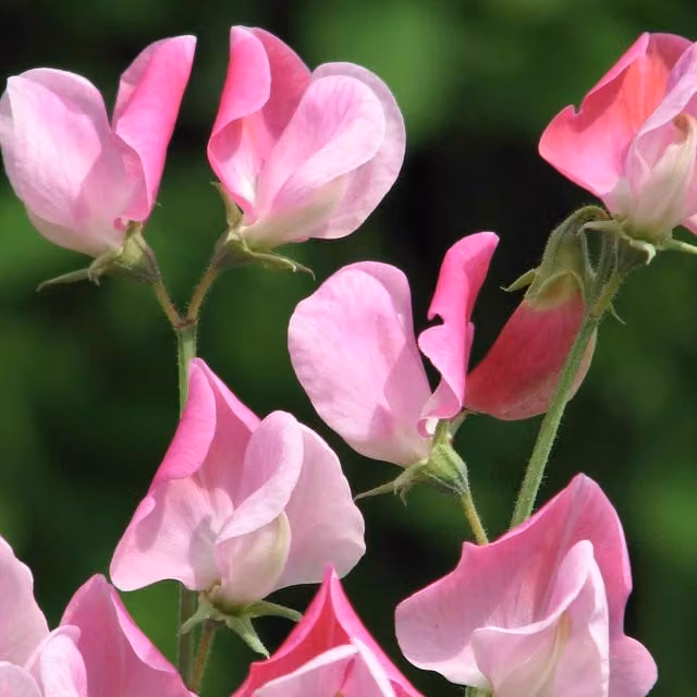 Unwins Sicilian Pink Sweet Pea Seeds, Fragrant Pink Grandiflora Climbing Annual