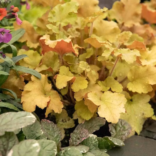 Marshalls Garden Heuchera Marmalade Orange Evergreen Perennial 9cm Pot
