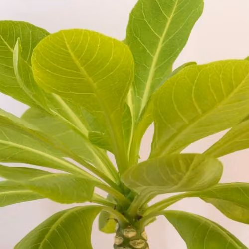 Thompson and Morgan Brighamia insignis Hawaiian Palm, Scented Indoor Perennial with Yellow Flowers, 1x 12cm Pot