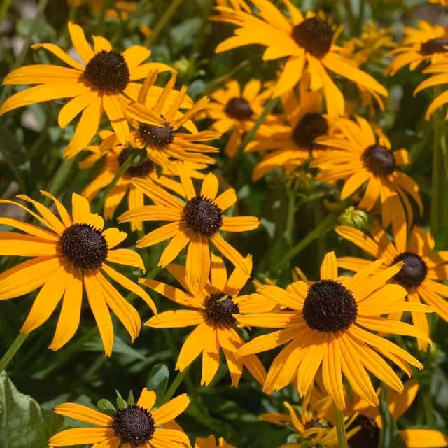 Unwins Rudbeckia Goldsturm Yellow Ornamental Flower Seeds