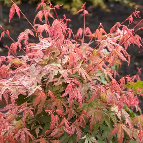 YouGarden Japanese Maple Acer Palmatum Phoenix Ornamental Tree, 1.5L Pot – 2