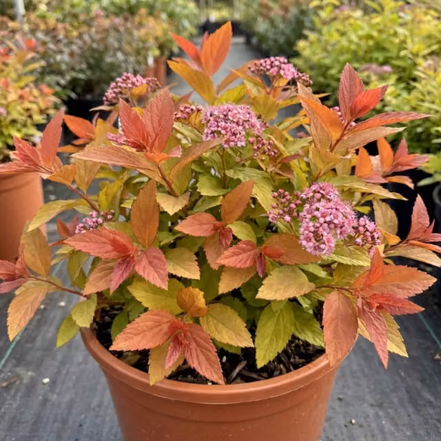 Plants by Post Spiraea japonica Goldflame Ornamental Potted Shrub, Gold, Orange and Multicolour, 2L
