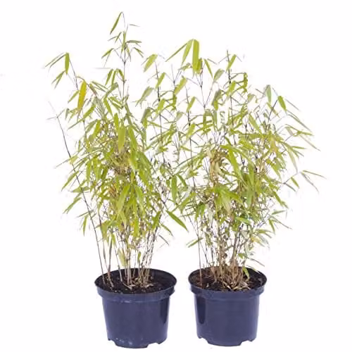 YouGarden Pair of Fargesia rufa Fountain Bamboo Outdoor Hedge Plants, Height: 50 cm, 2L Pots – 3