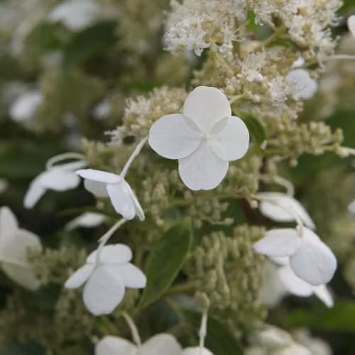 Thompson and Morgan Hydrangea paniculata Kyushu White Flowering Ornamental Shrub